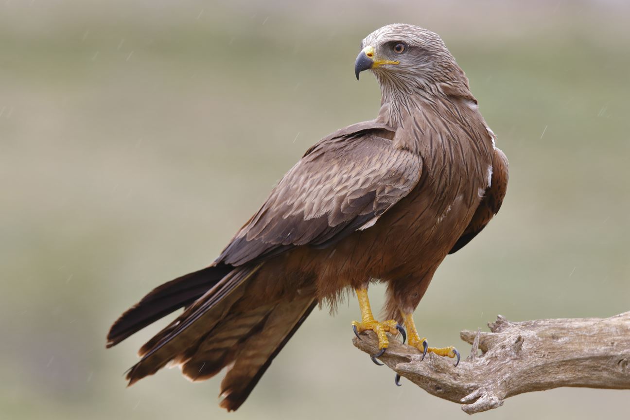 A Black Kite looking for its next prey