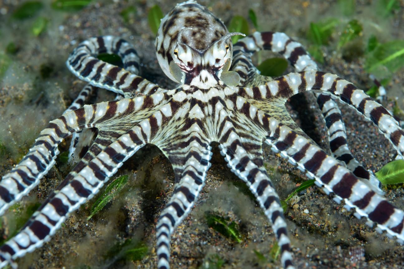 A mimic octopus on the seabed