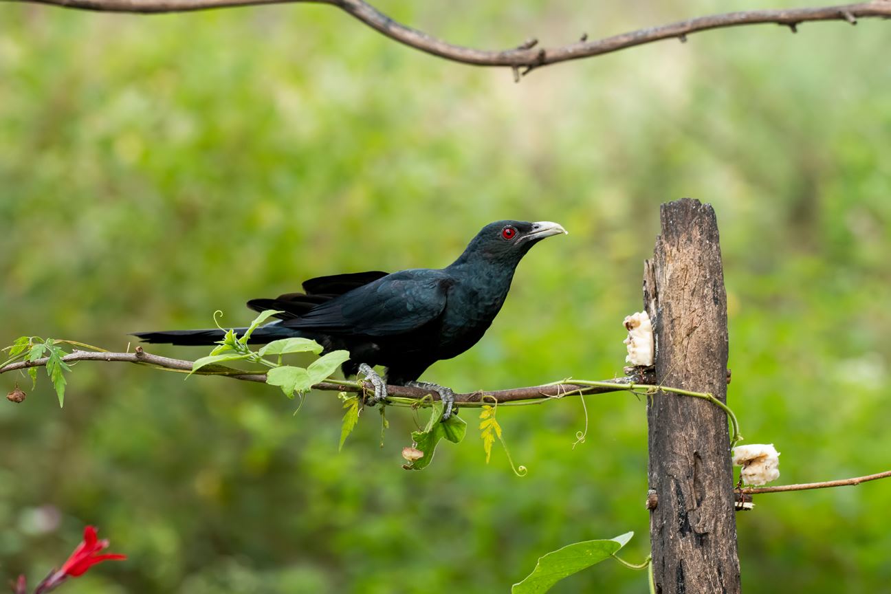 A cuckoo perched on a tree branch