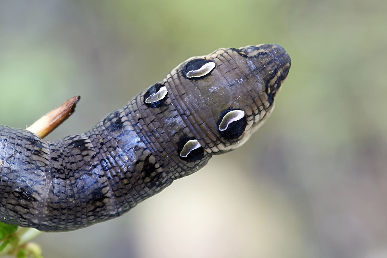 An Eyed Hawkmoth Caterpillar slithering along