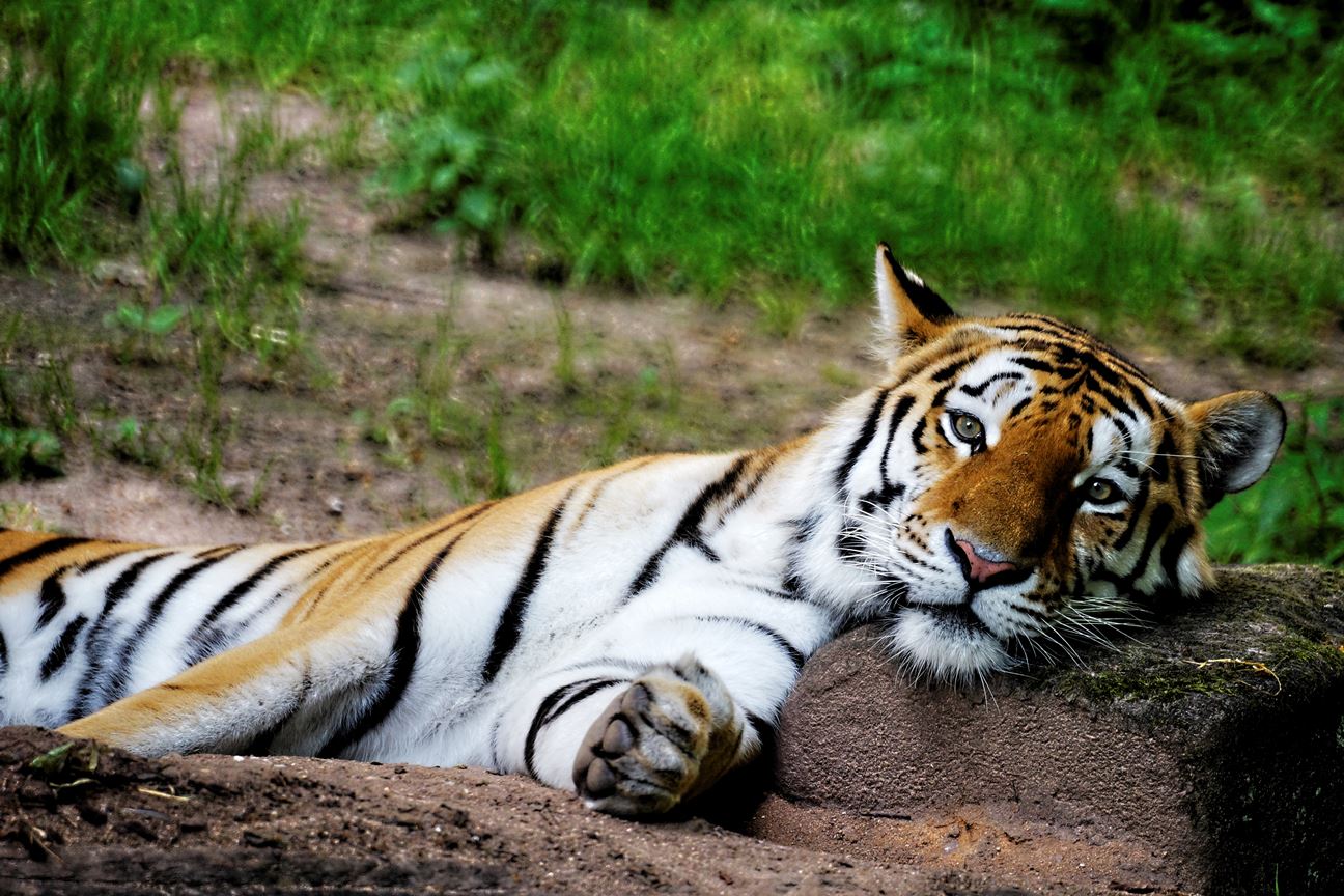 A tiger lying down. It's head is resting on the rock and is faced towards the camera.