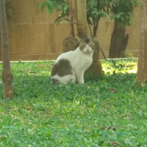 Profile Image of Cat