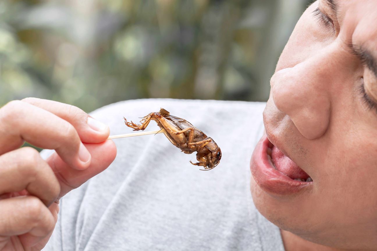 Munching on Mealworms: The Next Meat-Alternative Snack?