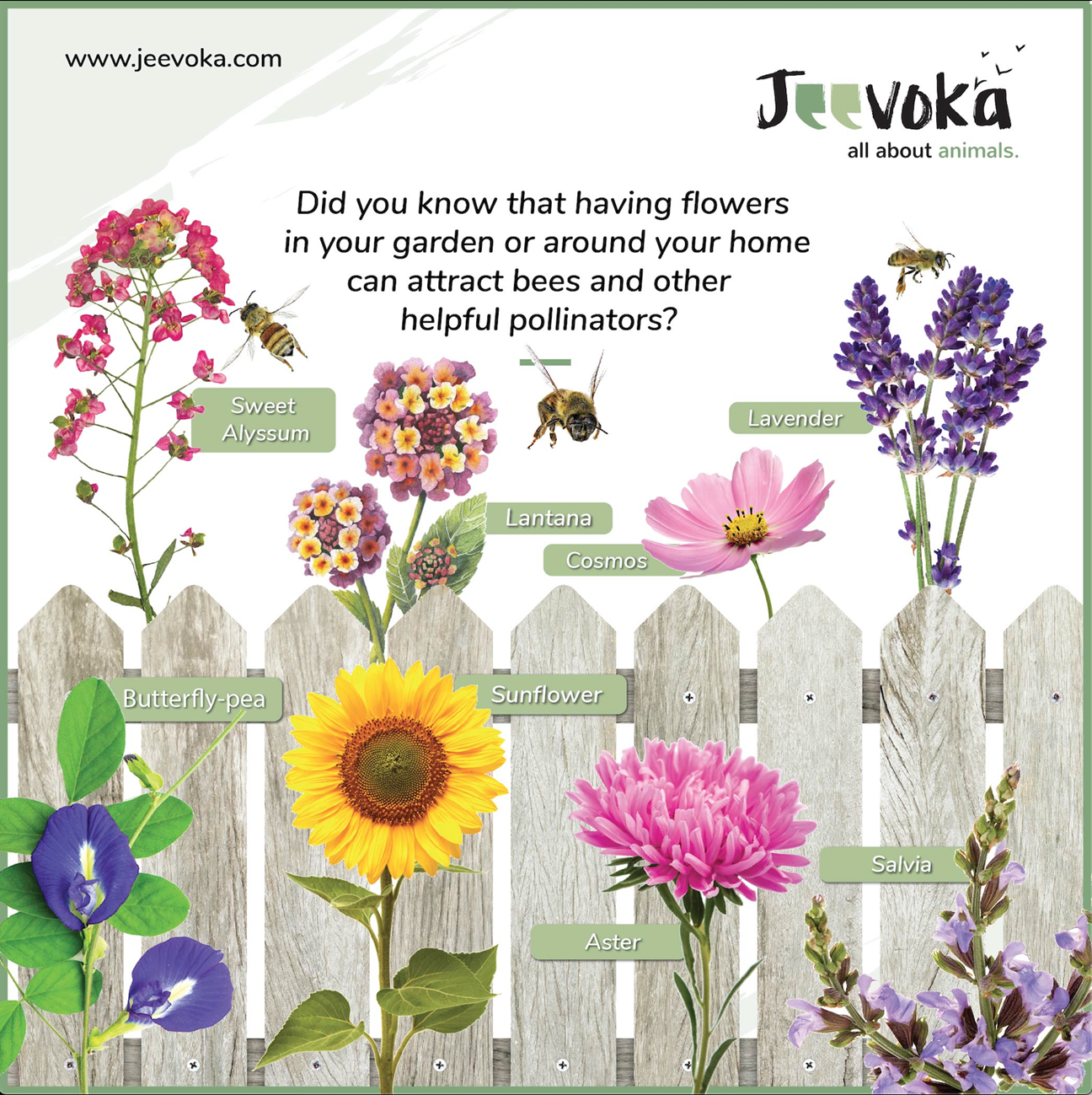 Jeevoka 8 Plants That Attract Bees And Other Pollinators To Your Home Gardens