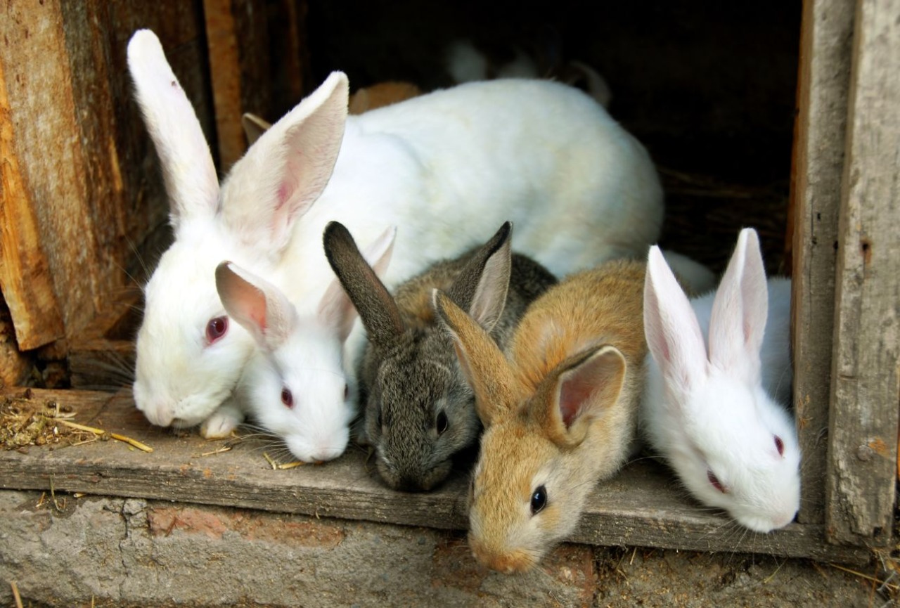 Jeevoka - Thinking of Getting a Pet Rabbit? Here's Everything You Need to  Know!