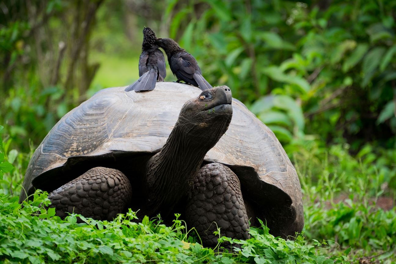 Слоновая черепаха среда обитания. Галапагосская черепаха. Гигантские черепахи с Галапагосских островов. Слоновая черепаха. Галапагосские острова черепахи с человеком.