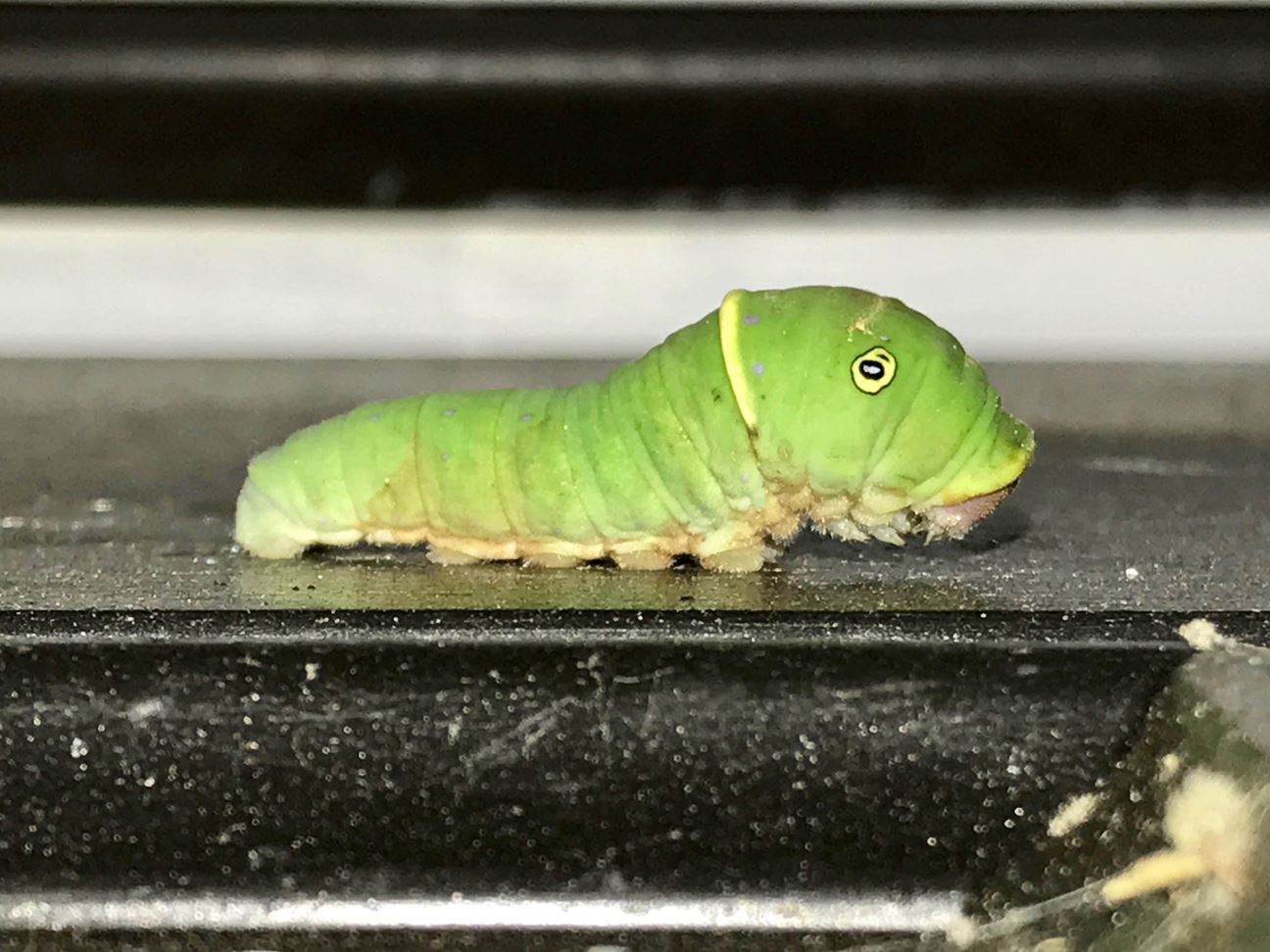 Caterpie caterpillar