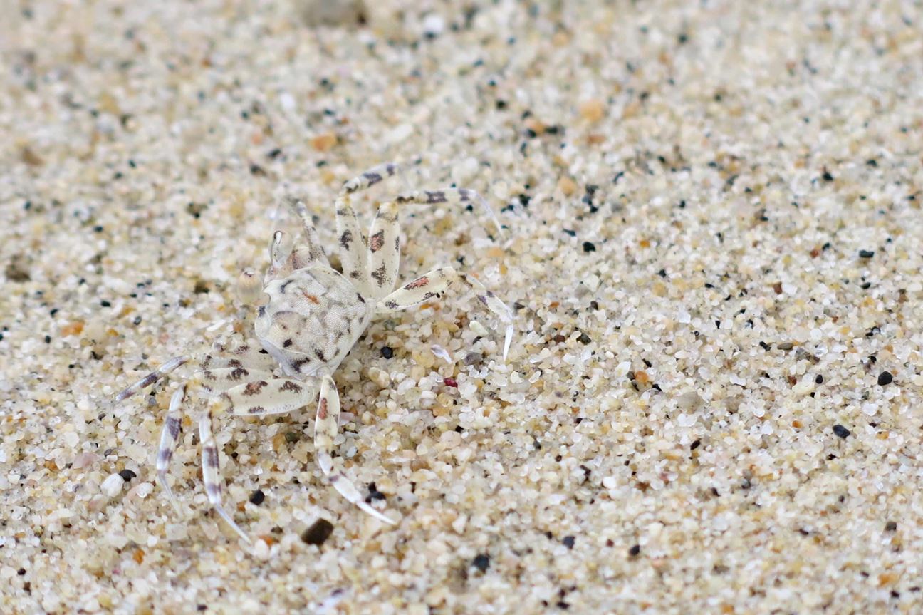 Jeevoka - 9 Animals That Are Masters of Camouflage (Can You Find Them in  These Pictures?)