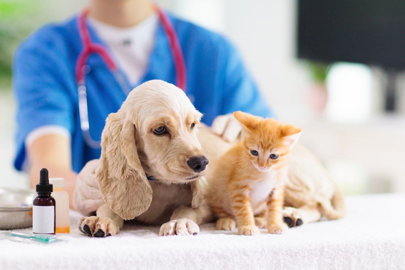 Jeevoka What Is Important To Remember About Pet Vaccinations