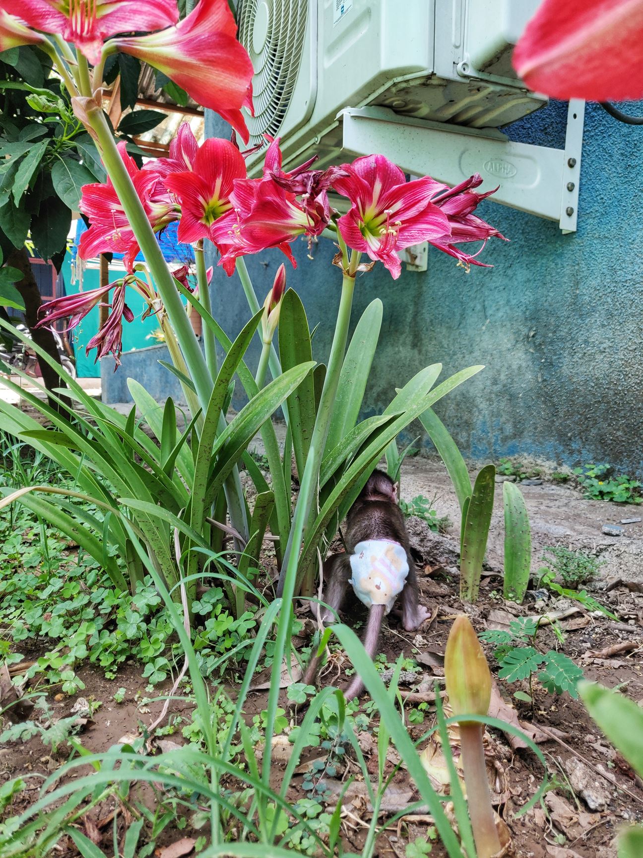 A diaper clad monkey butt among the flowers