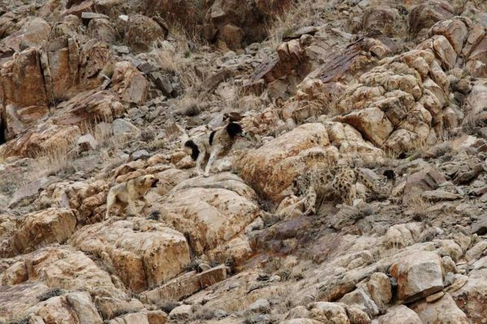 Feral dogs and a snow leopard face off on a mountain in Leh   | Photo Credit: Narendra Patil