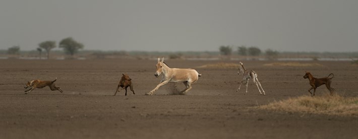Dogs chasing an Indian wild ass in the Little Ran of Kutch, Gujarat. Photo by Kalyan Varma.