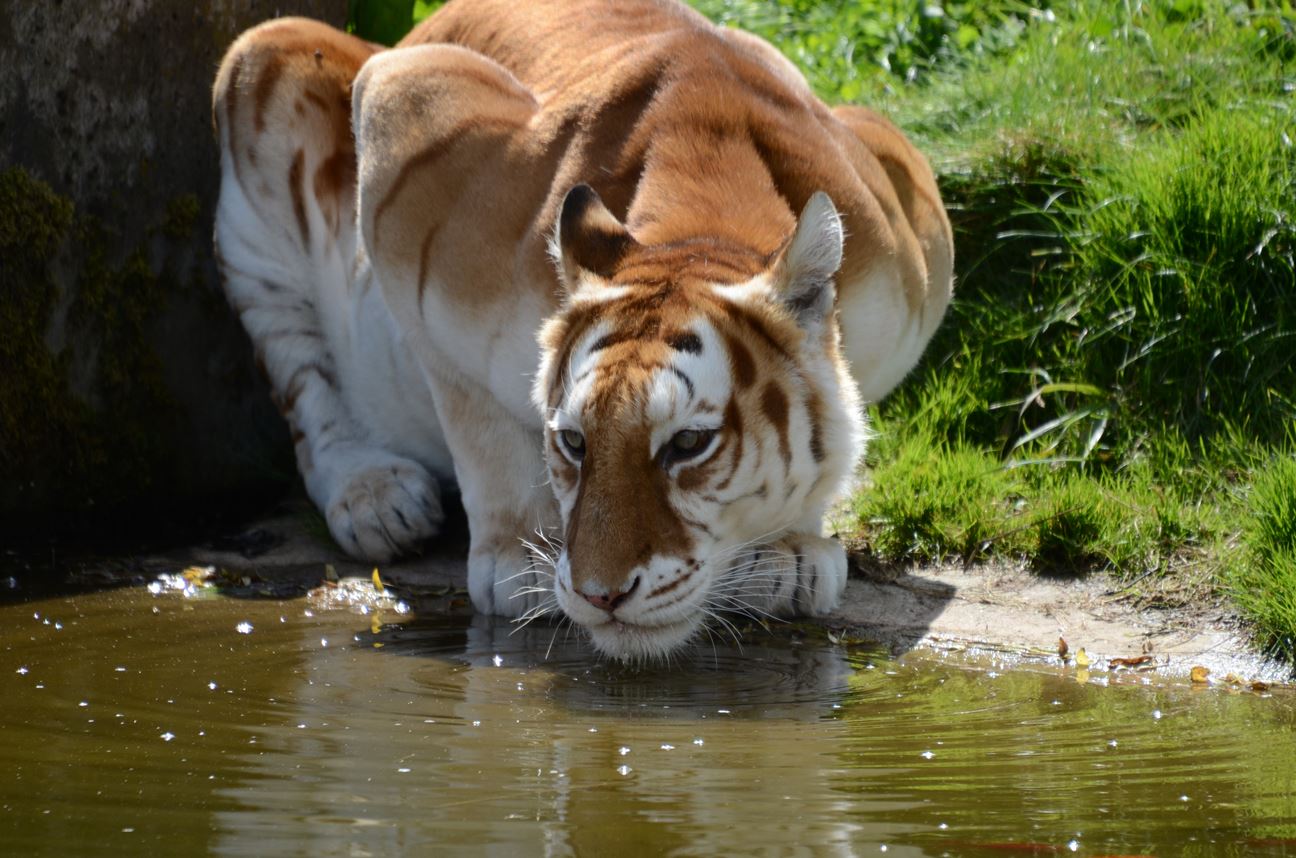 Золотой тигр котенок