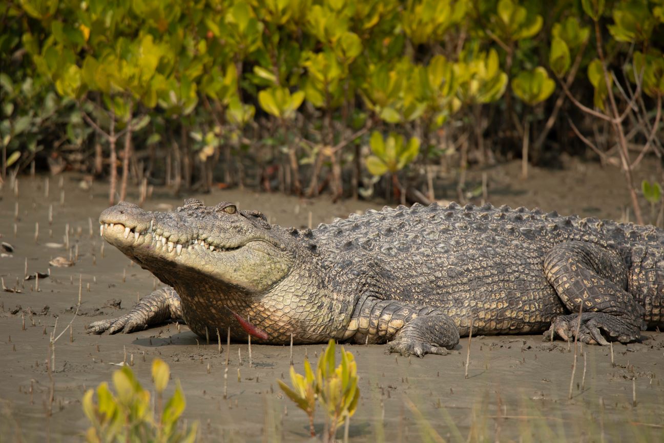 10 Key Differences Between Crocodiles and Alligators