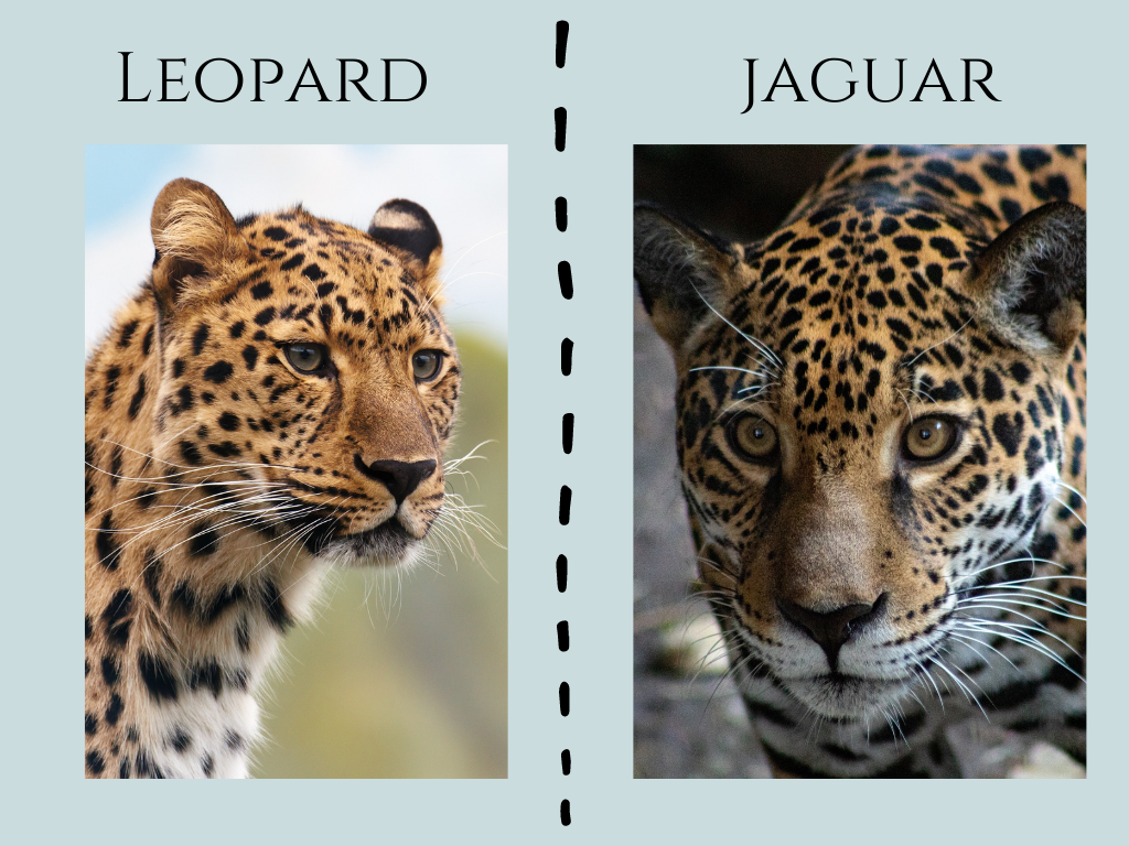 Jeevoka - Leopard vs. Jaguar - Comparing the two big cats!