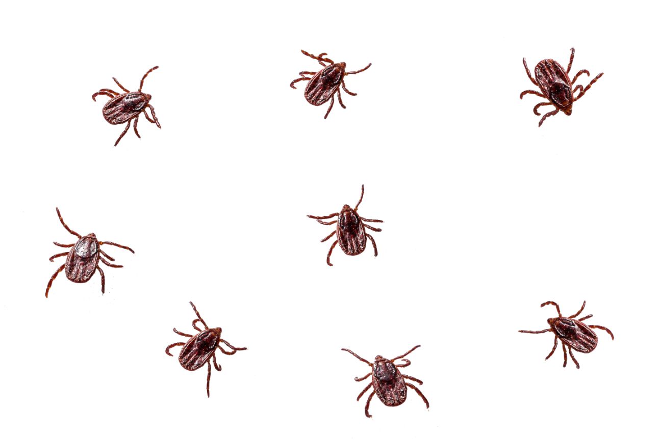 Jeevoka - How Do I Get Rid of Ticks in My House?