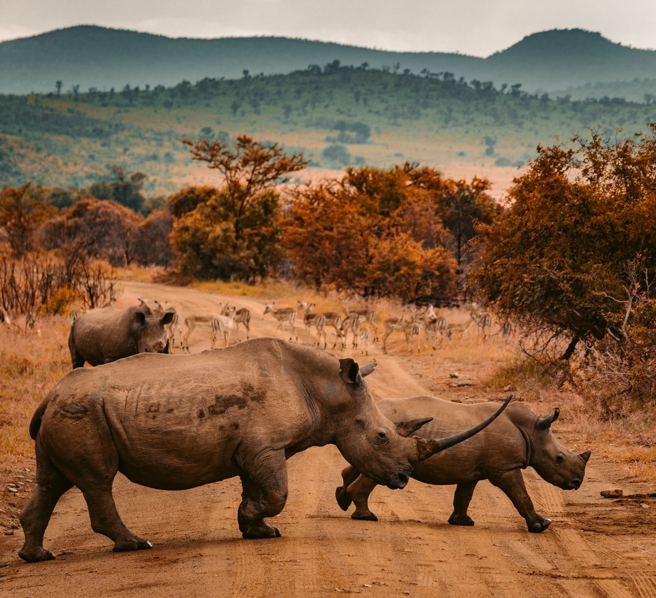 Jeevoka - Fascinating Rhinoceros Facts!