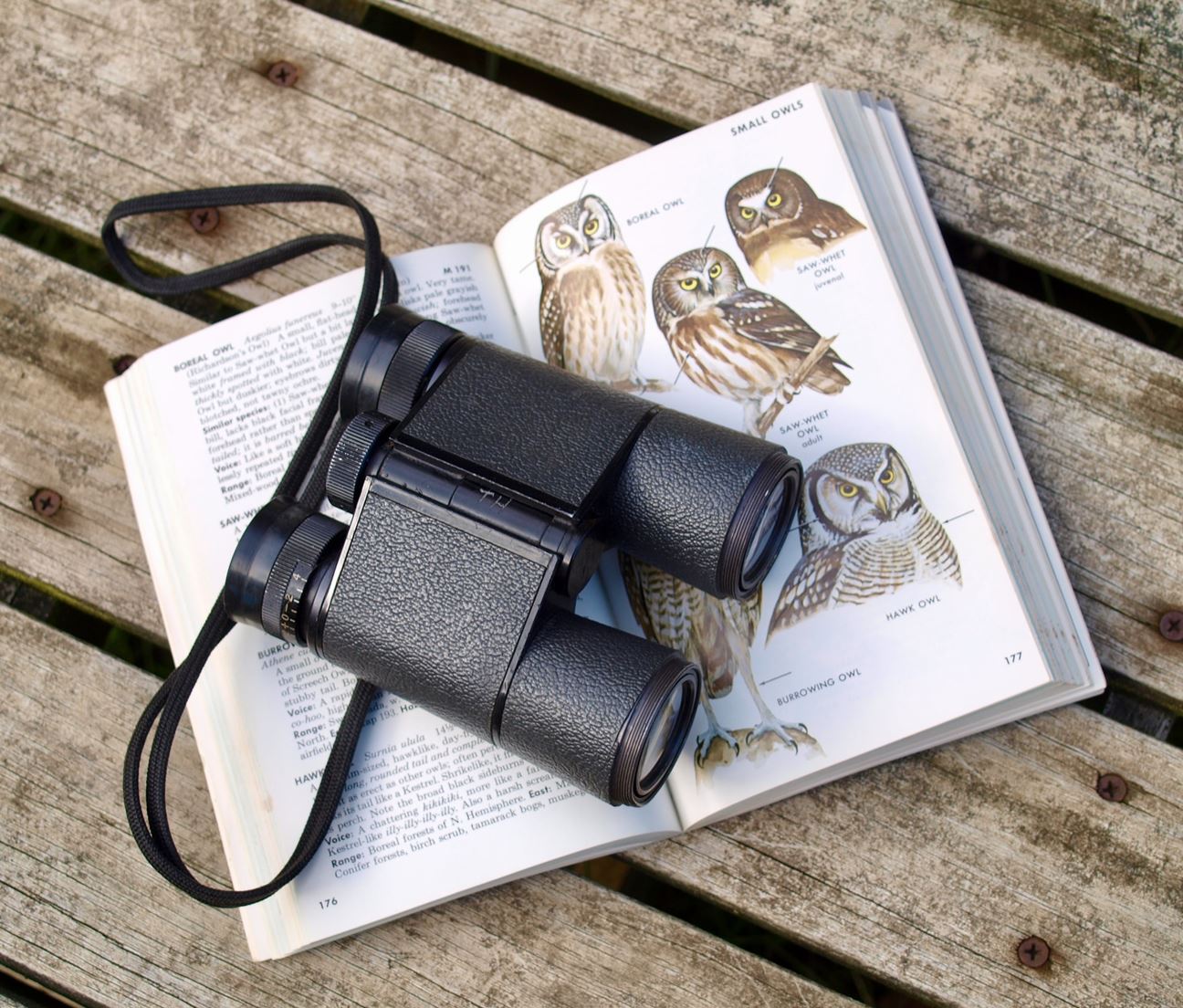 Bird watching soars with high-end cameras - CNET