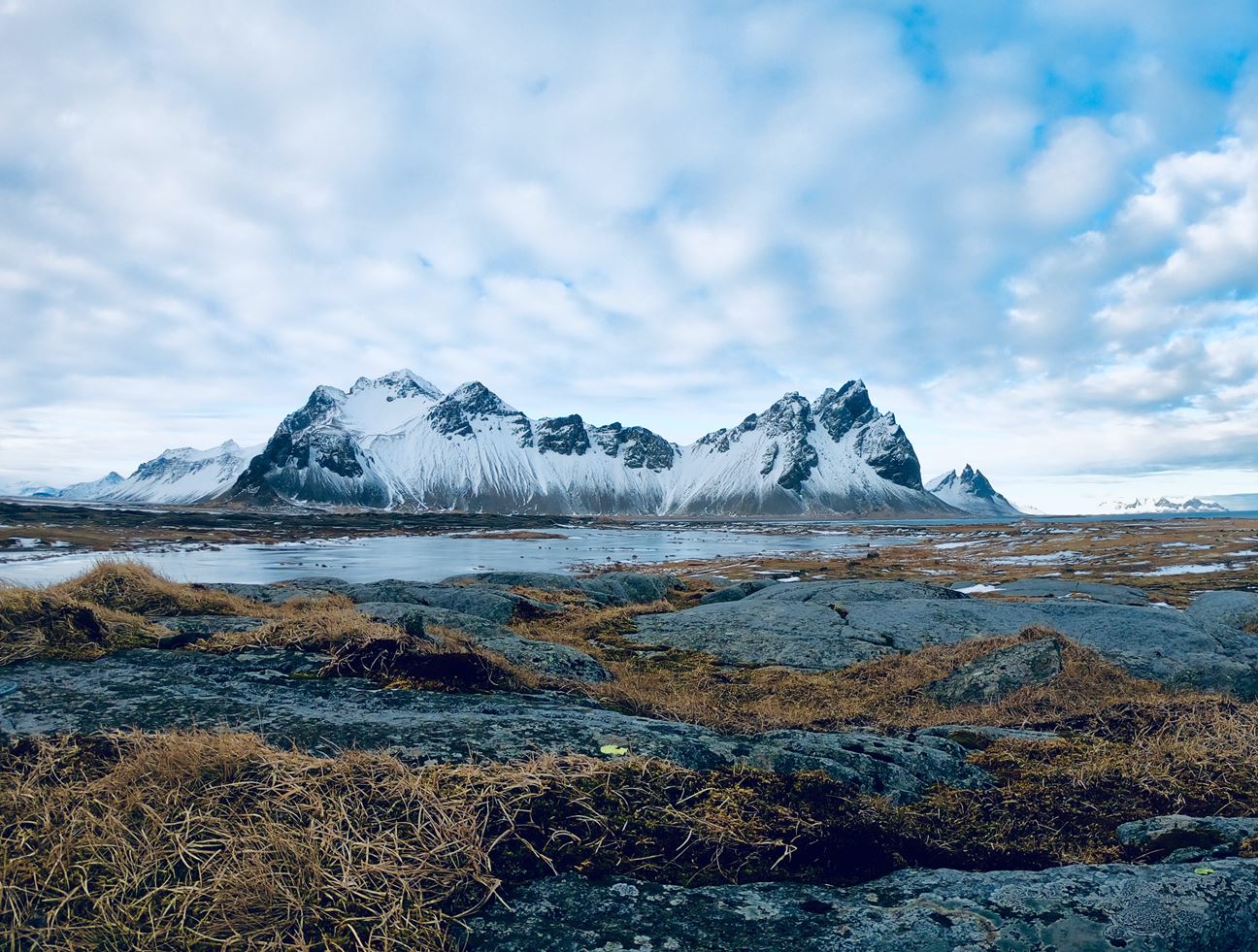 What Plants Are In The Arctic Biome