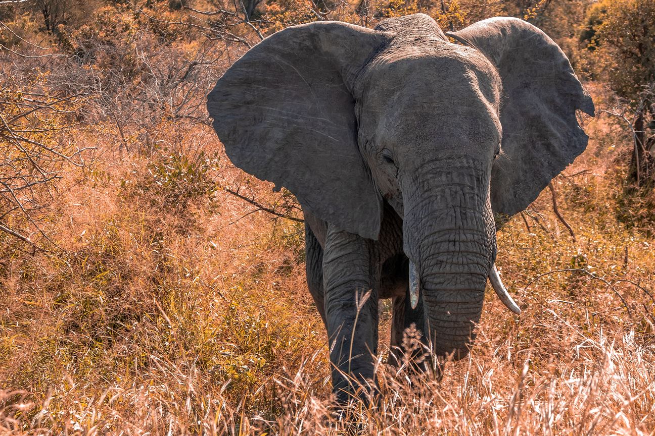 Jeevoka - Animal Comparison - The Mighty African Elephants vs The  Mischievous Asian Elephants