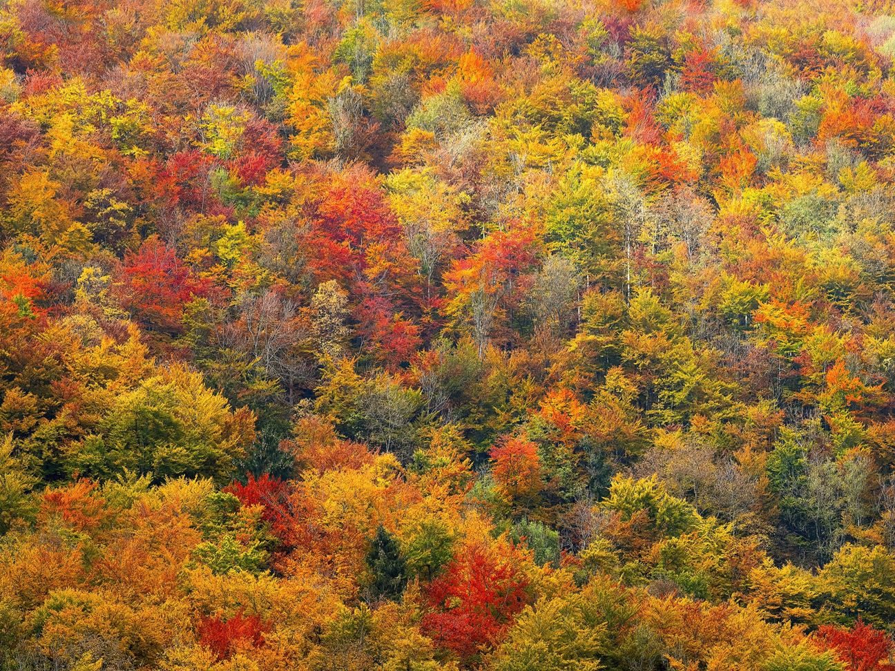 Temperate Deciduous Forest Plants Names