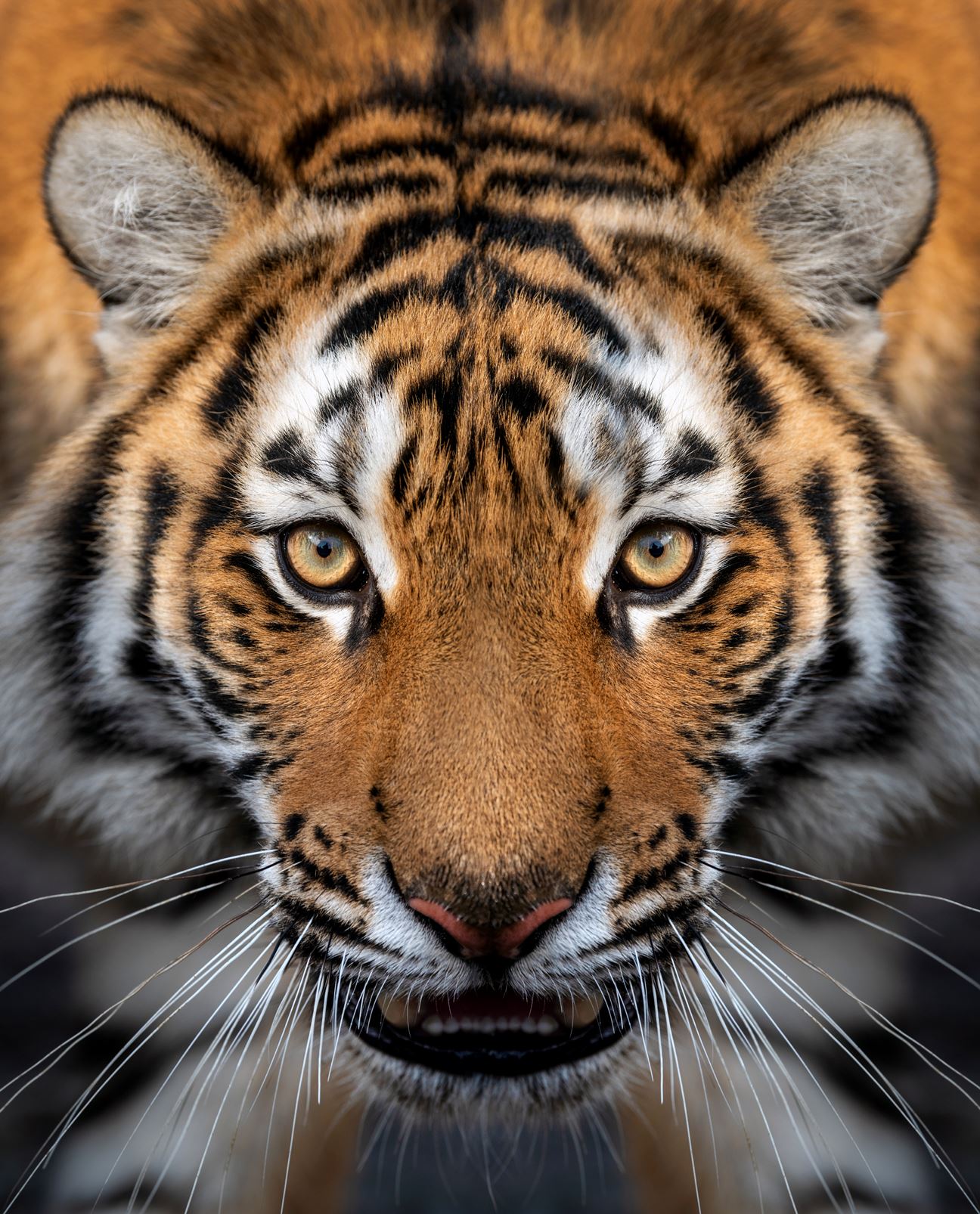 Jeevoka - Celebrate the International Tiger Day With These Fun Tiger Facts