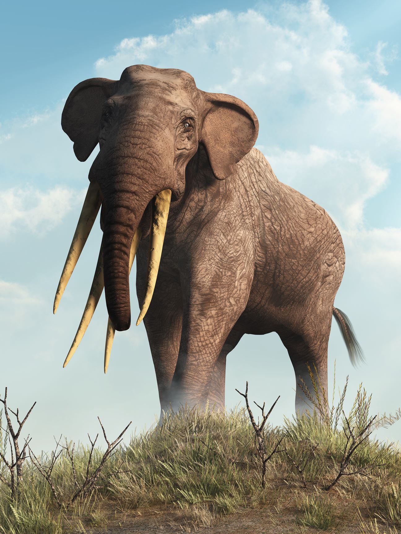 North African Elephant Extinct