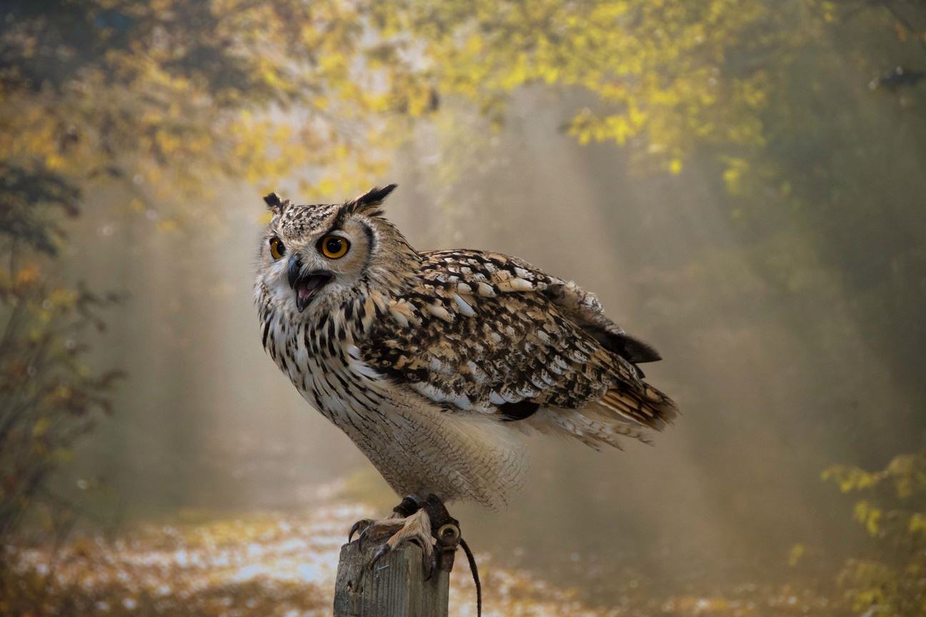 Indian Rock Eagle Owl
