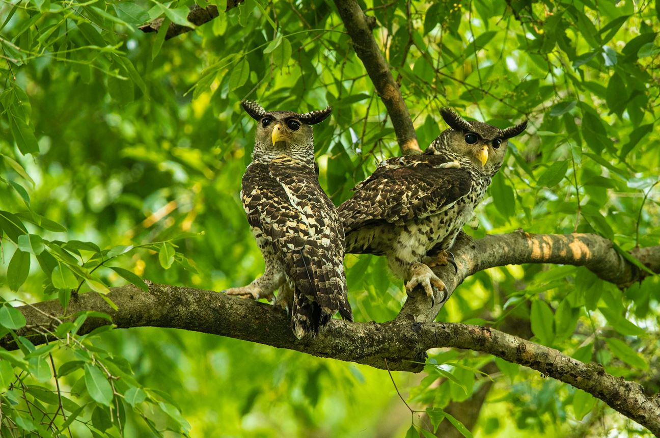 Spot-bellied Eagle Owls of India