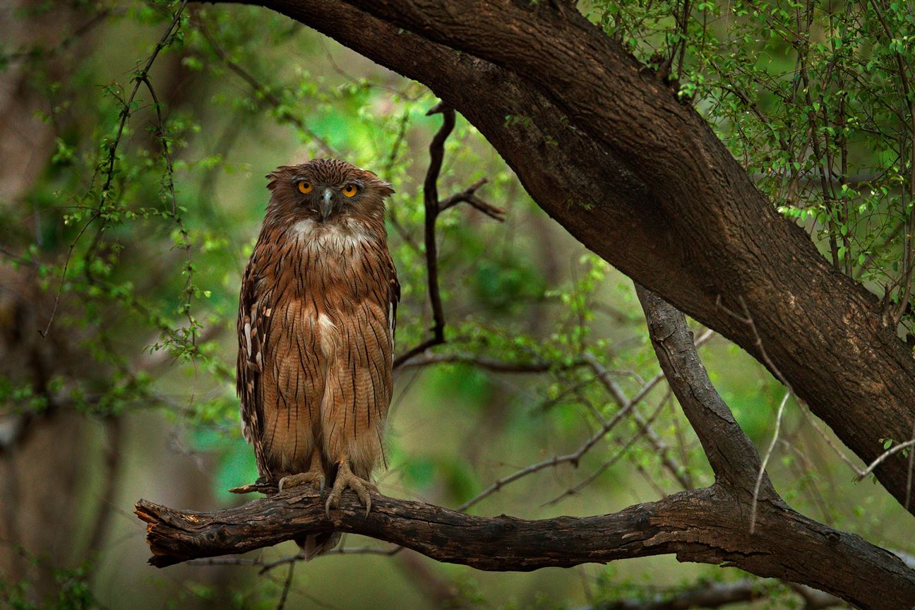 Brown Fish-Owls of India