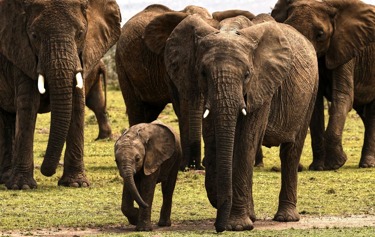 Jeevoka Maternal Instincts In Animal Kingdom Jeevoka Maternal Instincts In Animal Kingdom