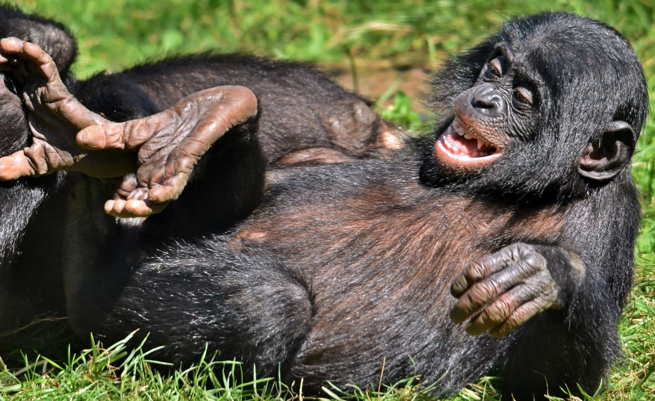 bonobo playing