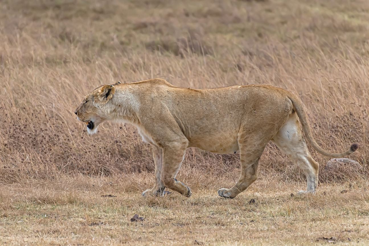 lioness on the hunt