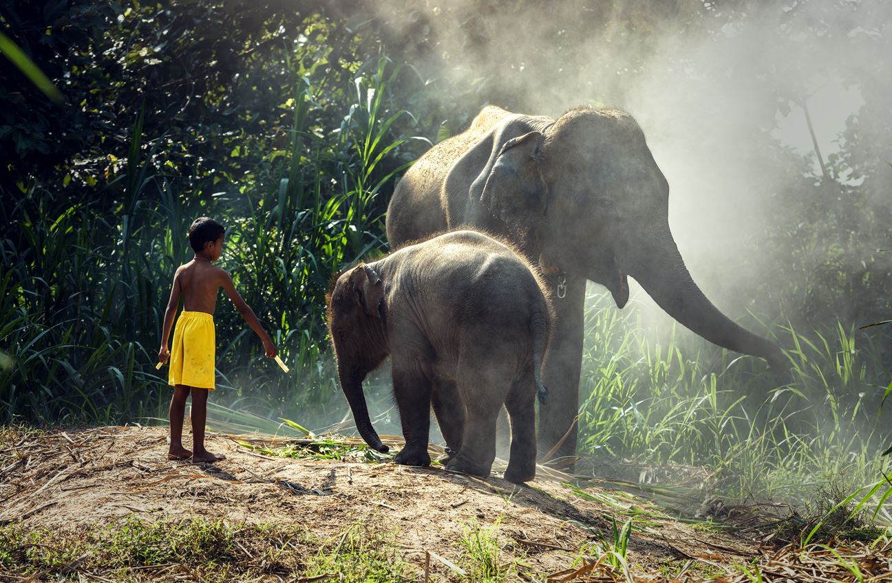 boy feeding an elephant