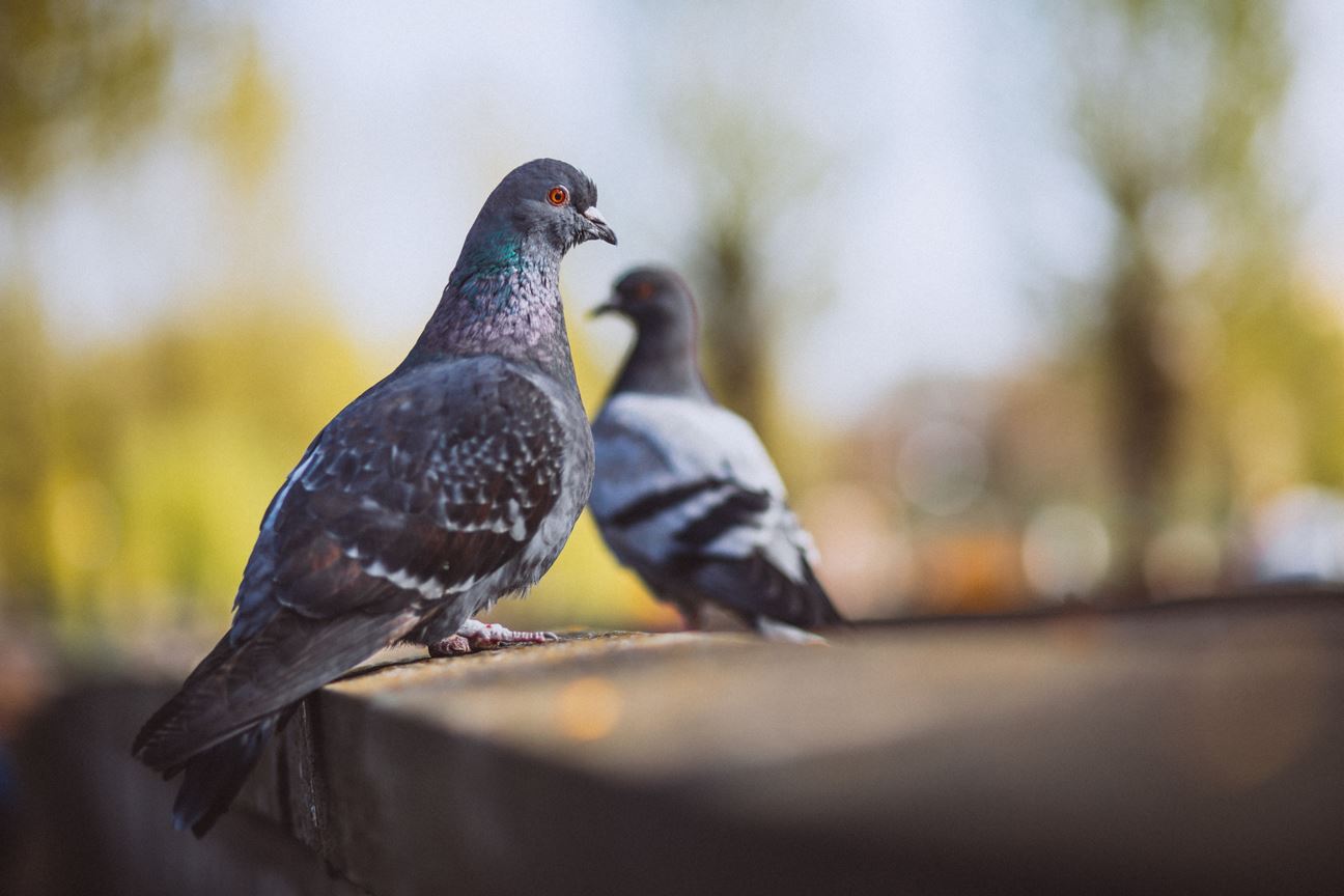 pigeons in their habitat