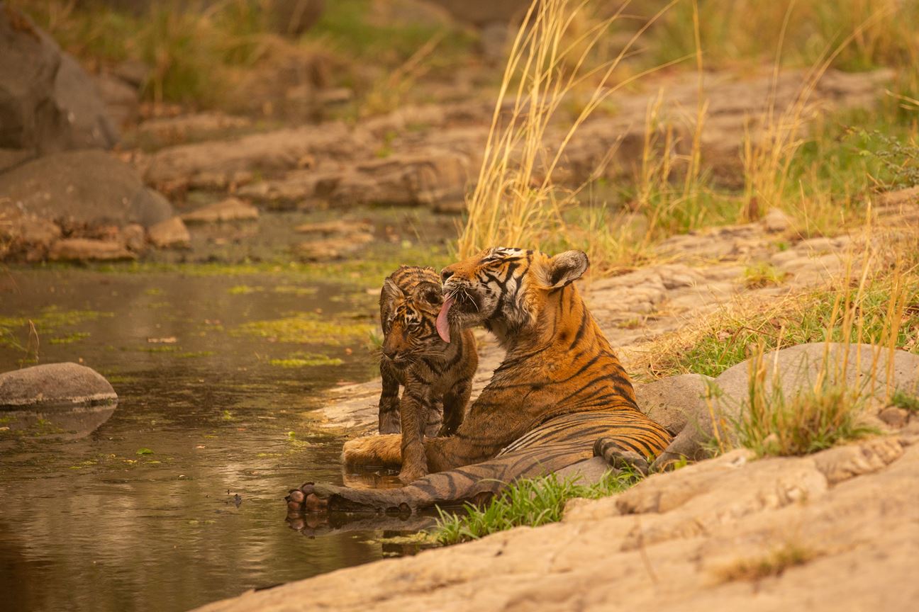 tiger in natural habitat, marking a cub