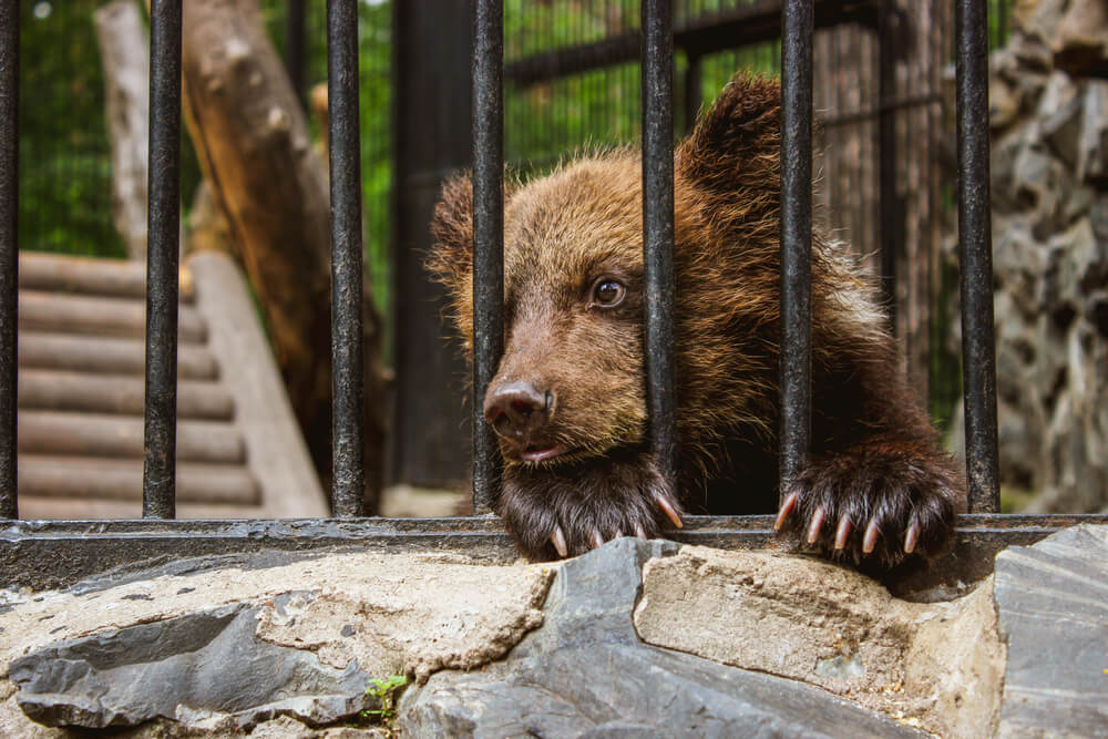 a captive bear in a zoo behind the railing