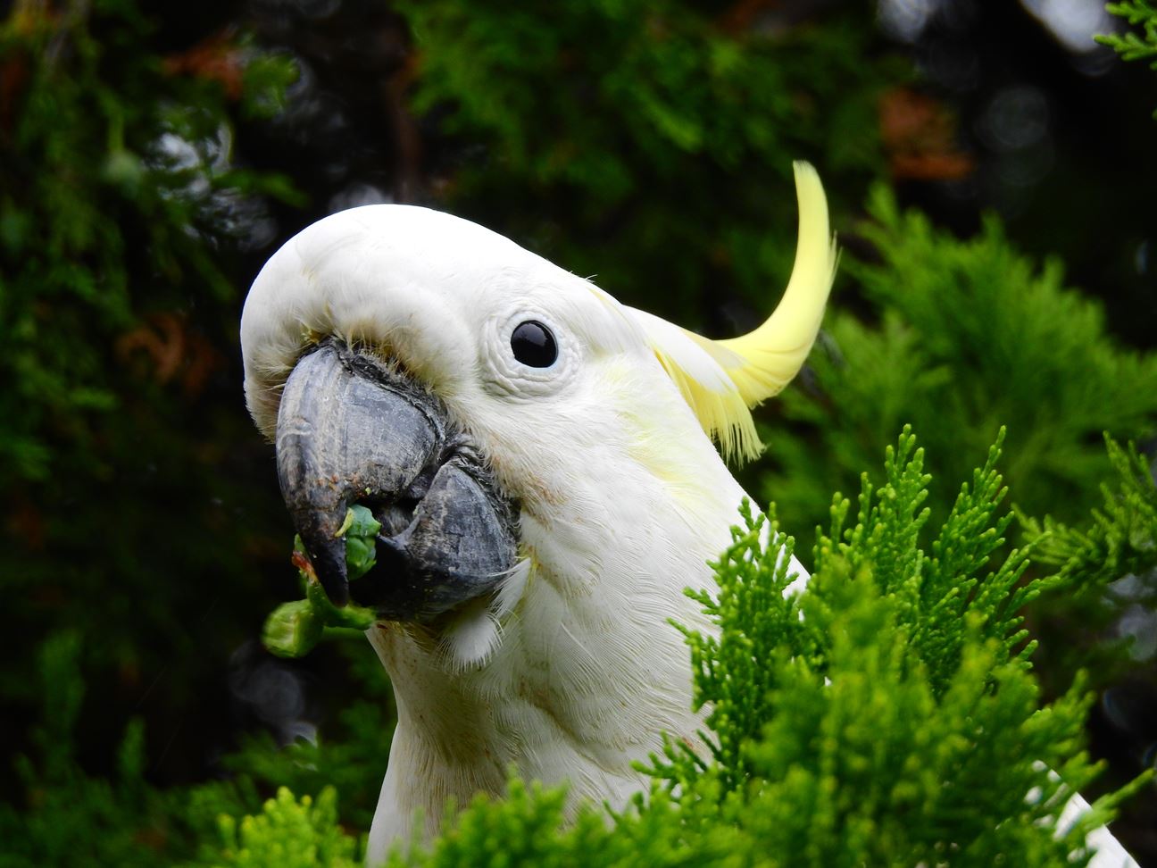 A cockatoo with food in its beak
