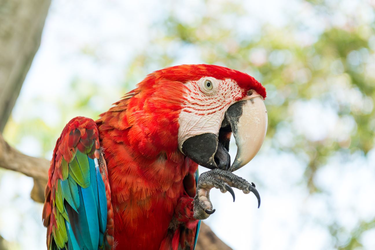 a closeup of a macaw