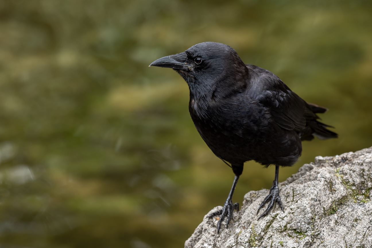 A crow sitting on a rock