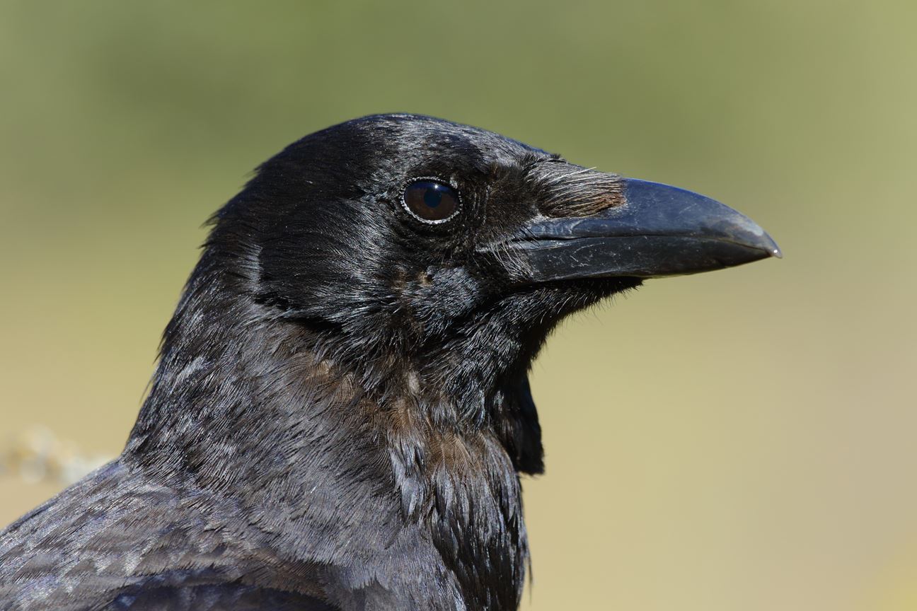 A close-up shot of a crow with black eyes