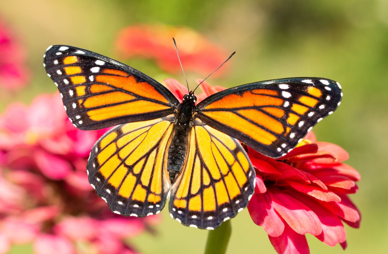 A viceroy butterfly perched on a flower