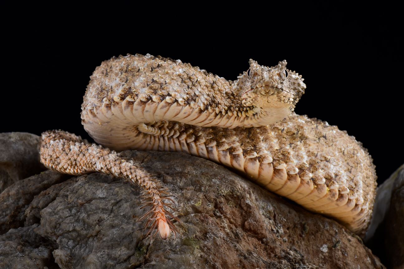 A spider-tailed horned viper on a rock
