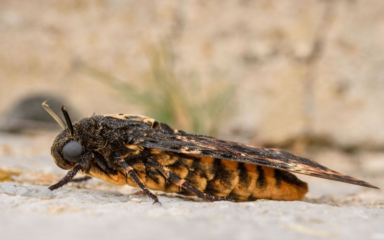 A death's-head hawk moth resting