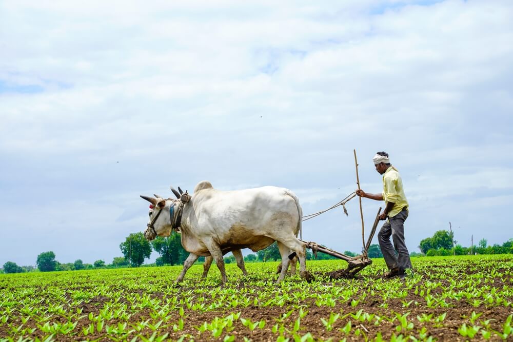 a farmer with two white cows ploughing a farm