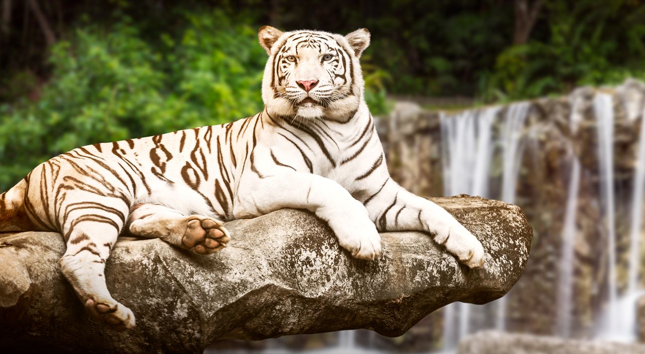 A white tiger sitting on a high rock