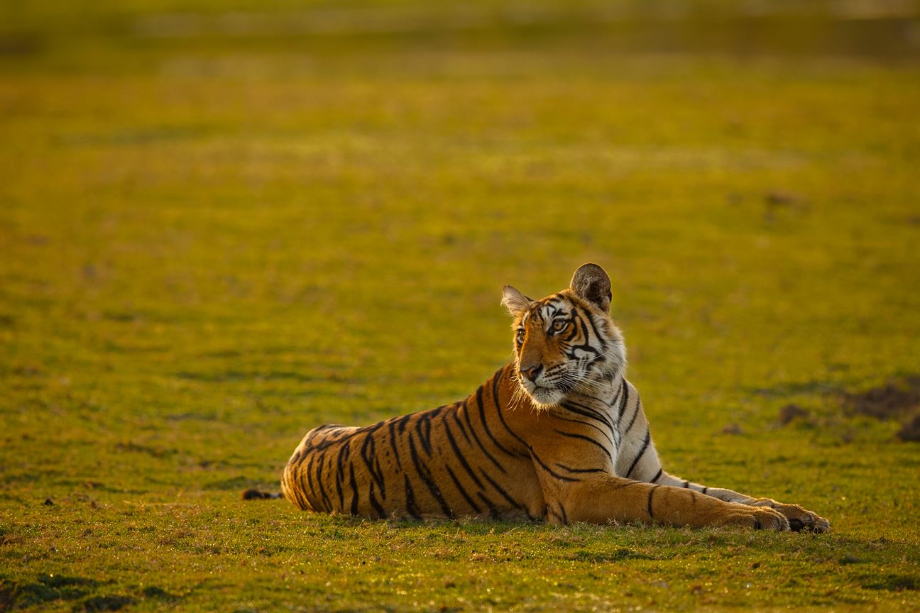 A majestic tiger resting on a grassland