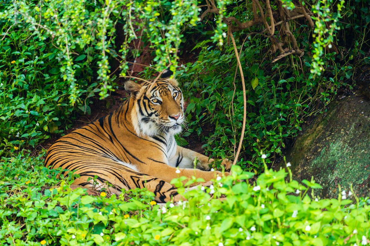 A tiger sitting on the ground, surrounded by lush greenery