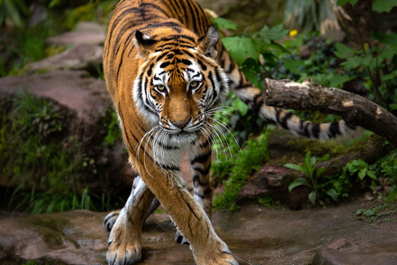 A tiger stands still in a lush green forest, looking directly at the camera