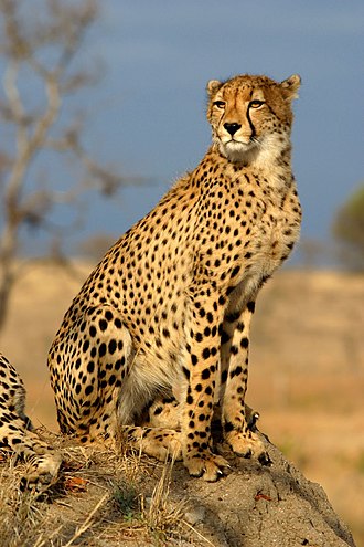 a representational image of a cheetah for a blog discussing cheetah conservation in India
